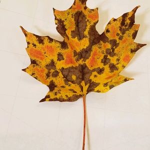 Meet your Posher, Mia